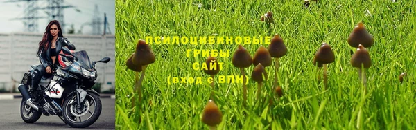 прущие грибы Инсар